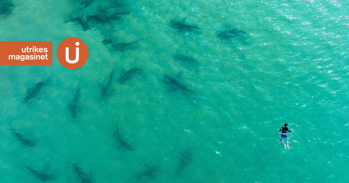 Maktkampen om havens resurser